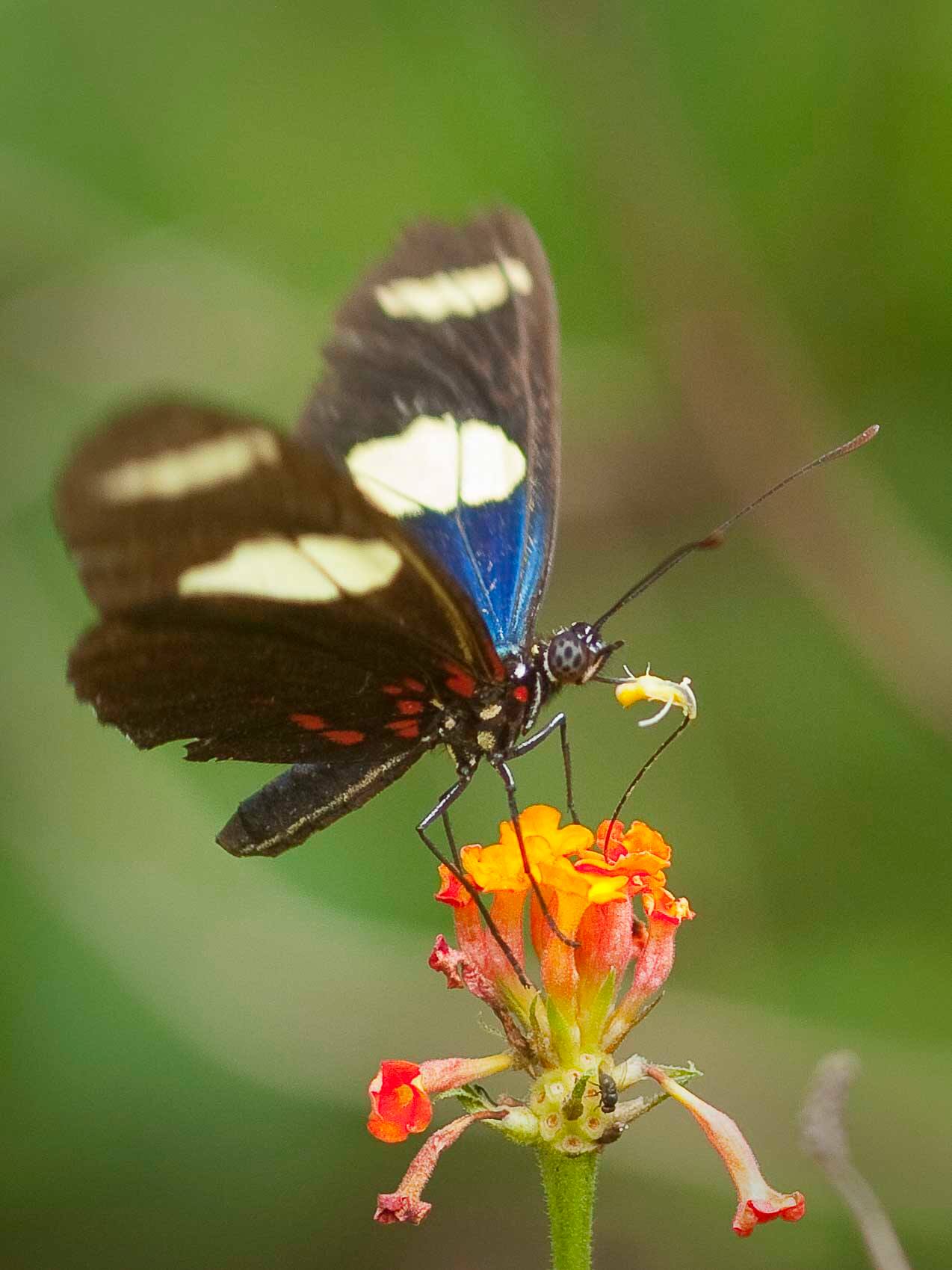 ANCIENT BUTTERFLIES COLLECTIONS, WITNESSES OF PAST BIODIVERSITY ...